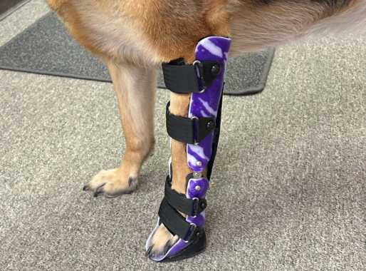 Tan dog wearing carpal brace with purple splash pattern