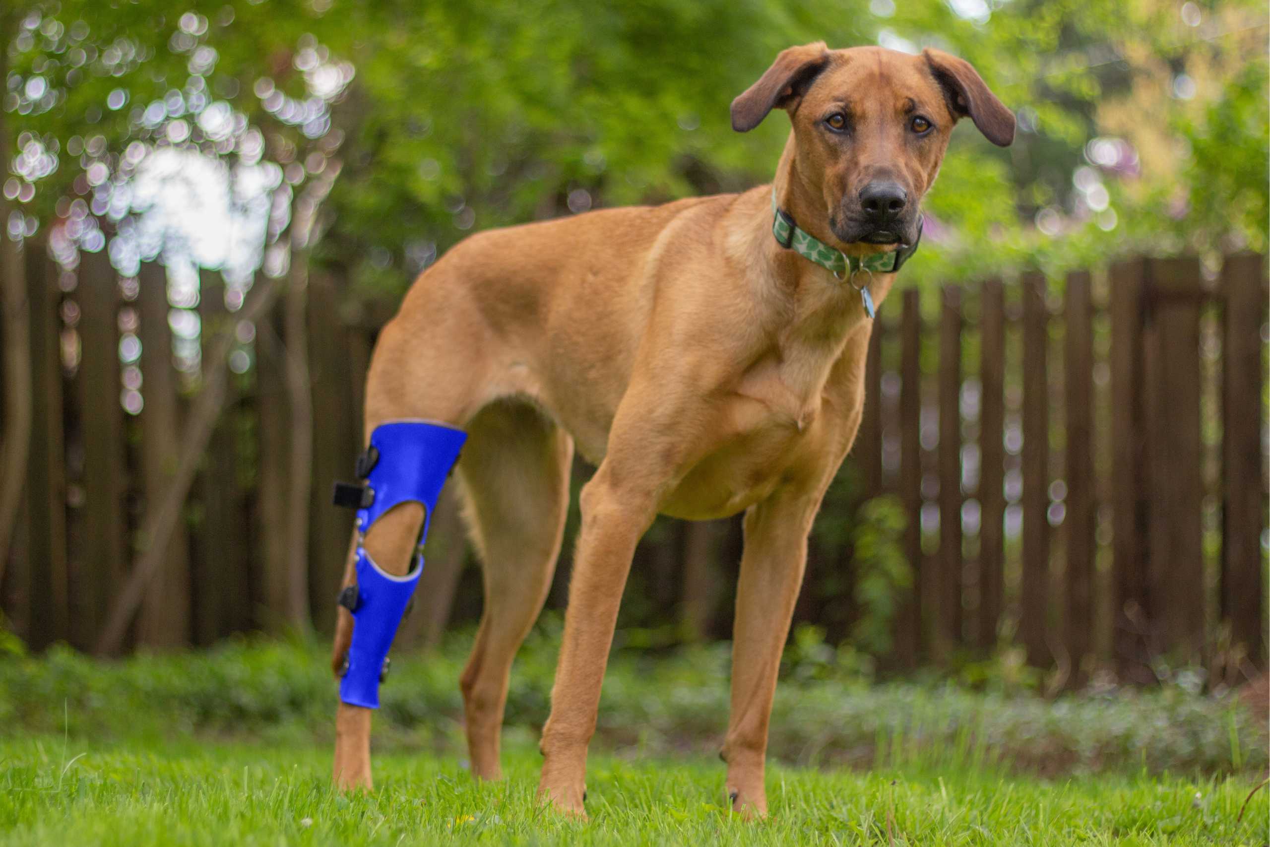 Brown dog with CCL brace provided by Pet Ortho Braces