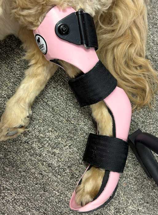 Ally wearing pink hock brace
