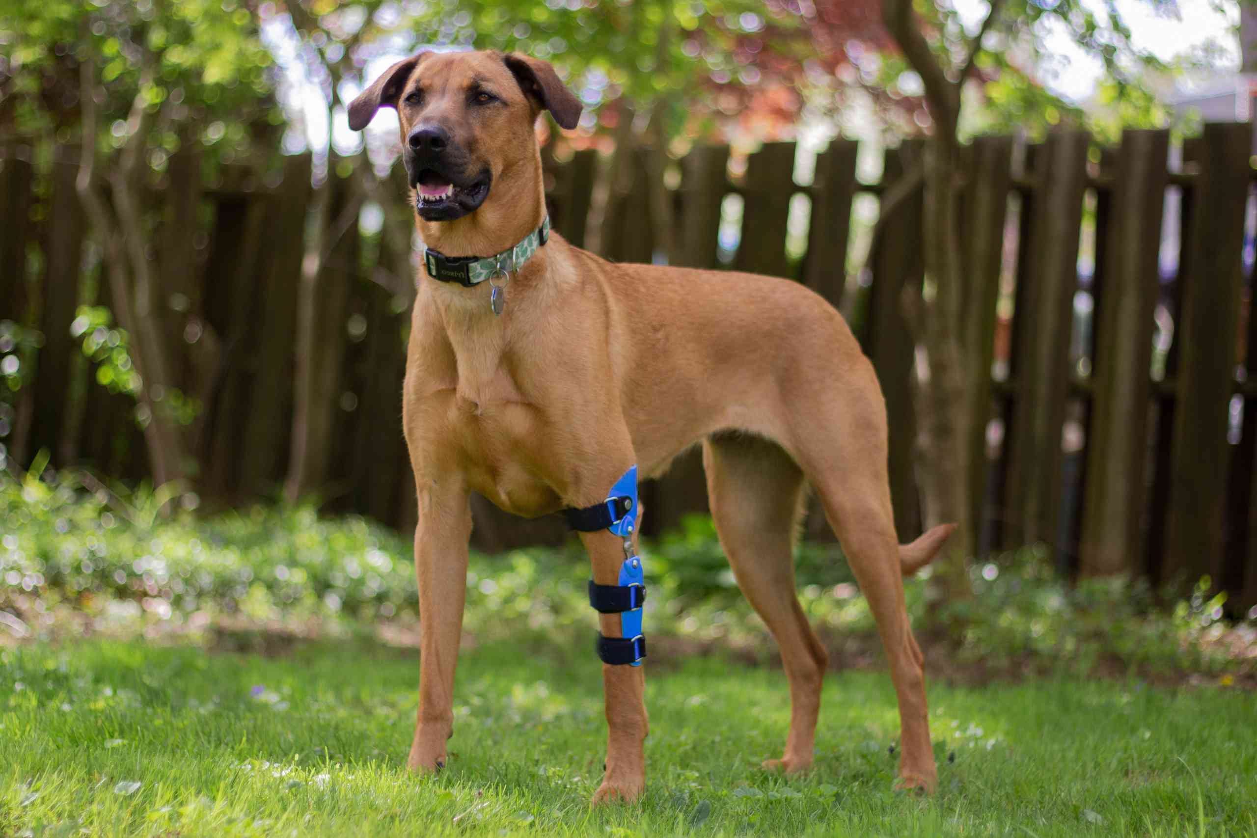 Brown dog wearing blue elbow brace