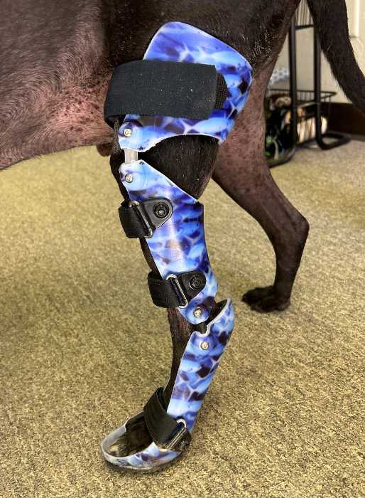 Dog wearing blue ocean pattern custom hock brace provided by Pet Ortho Braces